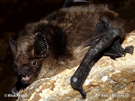 morcego hortelão escuro